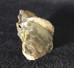 Cyrtospirifer verneuili (MURCHISON 1840) - Bild © FossNet FossilienStore